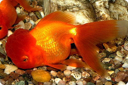 ORANDA - RED - 4-5 INCH